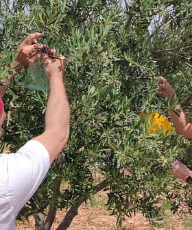 Duas pessoas coletando azeitonas de uma oliveira durante o processo de colheita. - Olive Oil Times