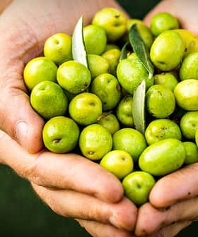 Um par de mãos segurando uma coleção de azeitonas verdes com folhas. - Olive Oil Times