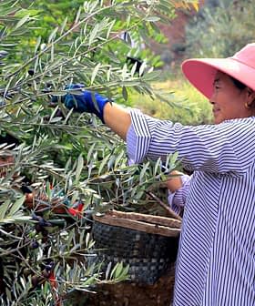 Donna che indossa un cappello rosa e guanti mentre raccoglie le olive da un ulivo in un campo. - Olive Oil Times