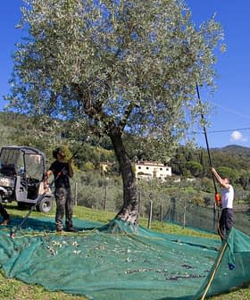 Quatre individus récoltant des olives sur un arbre à l'aide de filets et d'outils dans une oliveraie. Olive Oil Times