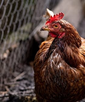 Un pollo marrón con una cresta roja de pie cerca de una cerca en un entorno de gallinero. Olive Oil Times
