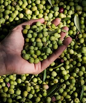 Una mano que sostiene un puñado de aceitunas verdes sobre una pila más grande de aceitunas en el suelo. Olive Oil Times