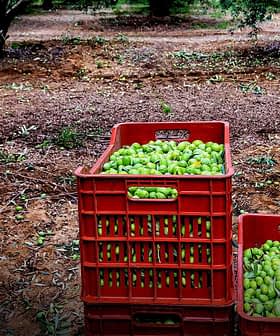 Due casse rosse piene di olive verdi appena raccolte a terra in un uliveto. - Olive Oil Times
