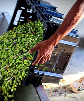 Pessoa despejando azeitonas verdes recém-colhidas de uma caixa para um recipiente. - Olive Oil Times