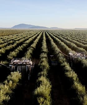 Luchtfoto van een olijfgaard met oogstmachines die tussen de rijen olijfbomen rijden. Olive Oil Times