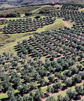 Vista aérea de um olival com fileiras de oliveiras dispostas ordenadamente em uma encosta. - Olive Oil Times