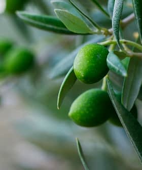 葉の付いたオリーブの木の枝に生えるグリーンオリーブのクローズアップ。 - Olive Oil Times