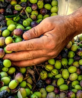 Uma mão separando uma pilha de azeitonas recém-colhidas de várias cores. - Olive Oil Times