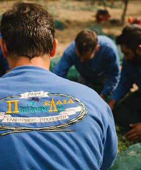 Grupo de hombres con suéteres azules trabajando juntos para cosechar aceitunas en un entorno al aire libre. Olive Oil Times