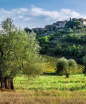 Olijfbomen in een Toscaans landschap met glooiende heuvels en een dorp op de achtergrond. Olive Oil Times