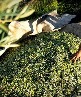 Eine Person greift im Freien nach einem Haufen frisch geernteter Oliven auf einer Plane. – Olive Oil Times