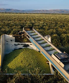 Macchina per la raccolta delle olive che raccoglie le olive da un campo con le montagne sullo sfondo. - Olive Oil Times