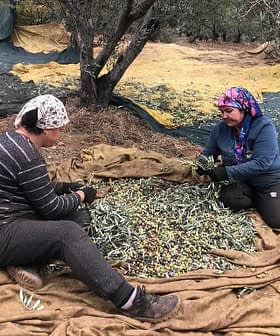 Dvije žene sortiraju masline na velikoj tkanini u masliniku tijekom sezone berbe. - Olive Oil Times