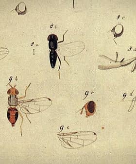 Illustrazione raffigurante numerosi esemplari di insetti con caratteristiche anatomiche dettagliate ed etichette. Olive Oil Times