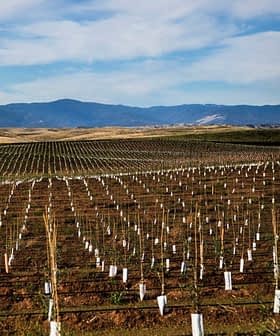 Vasto paesaggio di vigneti caratterizzato da filari di giovani viti con strati bianchi protettivi nel terreno. Olive Oil Times