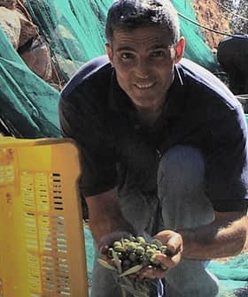 オリーブの木が生い茂る畑で、しゃがんで収穫したてのオリーブを持っている男性。 - Olive Oil Times