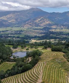ブドウの木の列と山々を背景にしたブドウ園の航空写真。 - Olive Oil Times