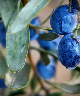 Nahaufnahme von frischen blauen Oliven, die an einem Zweig mit grünen Blättern hängen. – Olive Oil Times