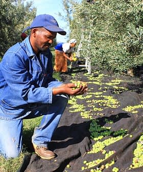 Hombre arrodillado inspeccionando aceitunas durante el proceso de recolección en un olivar. - Olive Oil Times