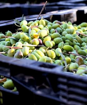 - Taze hasat edilmiş yeşil zeytinlerle dolu kasalar, doğal renk ve dokularını sergiliyor. Olive Oil Times