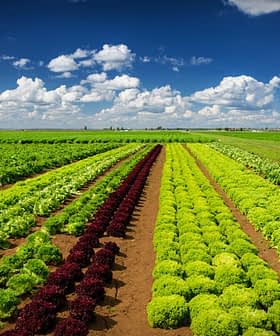 File di lattuga verde e rossa che crescono in un campo sotto un cielo azzurro con nuvole. - Olive Oil Times