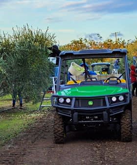 Utility vehicle used for olive harvesting in an olive grove with workers gathering olives. - Olive Oil Times