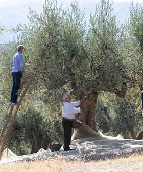 Drie personen oogsten olijven van bomen, één op een ladder en twee op de grond met manden. Olive Oil Times