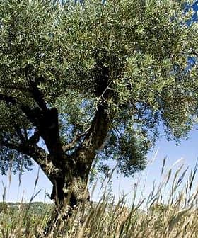 Un olivier au tronc épais et aux feuilles vertes luxuriantes contre un ciel bleu clair. - Olive Oil Times