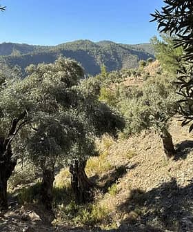 Een groep olijfbomen op een heuvel met bergen op de achtergrond. Olive Oil Times