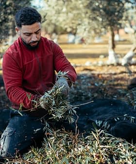 Un homme en pull rouge ramassant des branches d'olivier assis sur le sol. Olive Oil Times