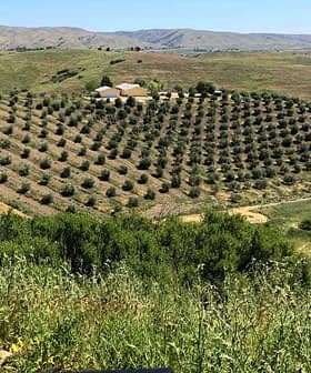 Vista aérea de um olival com árvores bem dispostas em colinas onduladas. - Olive Oil Times