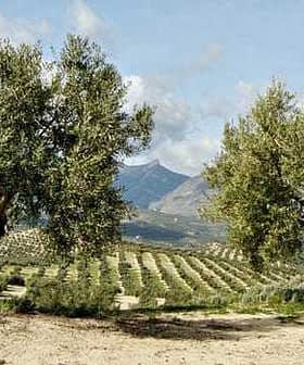 Two olive trees in a landscape with rolling hills and a mountain in the background. - Olive Oil Times