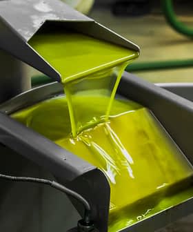 Azeite de oliva fresco saindo de uma máquina durante o processo de extração em uma unidade de produção. - Olive Oil Times