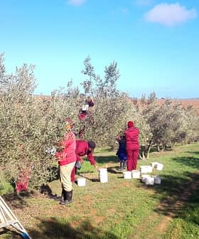 はしごとバケツを使って果樹園の木からオリーブを収穫する作業員たち。 - Olive Oil Times