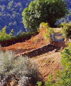 Olivenbäume und ein kleines Stück Land mit einem blauen Tor in der Landschaft Korsikas. - Olive Oil Times