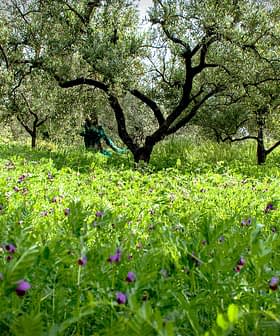हरे घास और जंगली फूलों के मैदान से घिरा जैतून के पेड़ों का एक उपवन। - Olive Oil Times