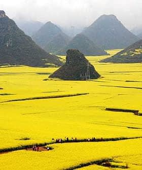 Vastes champs de canola jaune avec des montagnes en arrière-plan en Chine. - Olive Oil Times