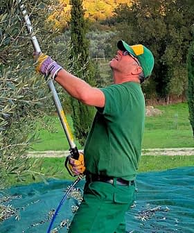 Homem com roupa verde usando um podador para colher azeitonas de uma árvore. - Olive Oil Times