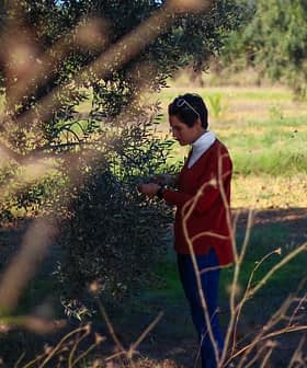 Eine Person in einer roten Jacke pflückt Oliven von einem Olivenbaum in einem Hain. - Olive Oil Times