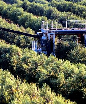 Olijvenoogstmachine in bedrijf in een olijfboomgaard tijdens het oogstseizoen. Olive Oil Times