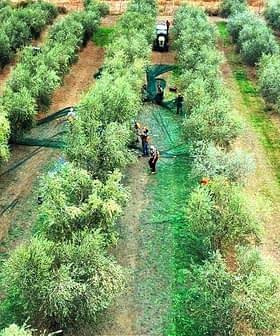 Delavci obirajo oljke v zelenem oljčnem nasadu z drevesi, razporejenimi v vrstah. - Olive Oil Times