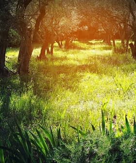 Une oliveraie ensoleillée avec de l'herbe verte et des fleurs sauvages violettes au premier plan. - Olive Oil Times