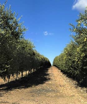 Fileiras de oliveiras em um pomar sob um céu azul claro com nuvens esparsas. - Olive Oil Times