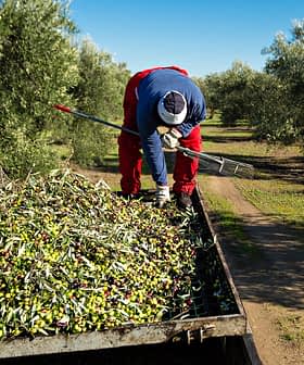 Trabalhador coletando azeitonas de uma árvore e colocando-as em um trailer em um olival. - Olive Oil Times