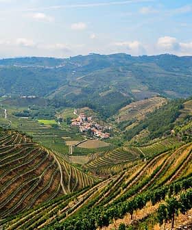 Slikovit pogled na terasaste vinograde in oljke na gričih pod modrim nebom. - Olive Oil Times