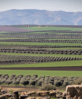 Amplia vista de olivares dispuestos en hileras en un paisaje verde con montañas al fondo. Olive Oil Times