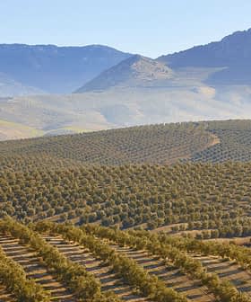 Ampio uliveto con filari di ulivi in ​​una regione montuosa sotto un cielo limpido. - Olive Oil Times