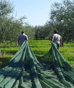 两个人携带绿色采收网穿过橄榄树林。 - Olive Oil Times