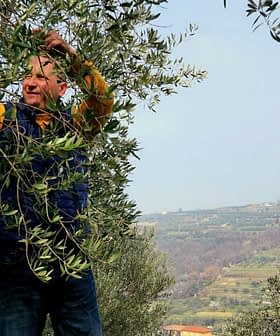 Man in een blauw vest plukt olijven van een olijfboom in een landelijk landschap. Olive Oil Times