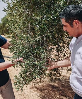 Deux hommes examinant les branches d'un olivier dans un champ. - Olive Oil Times